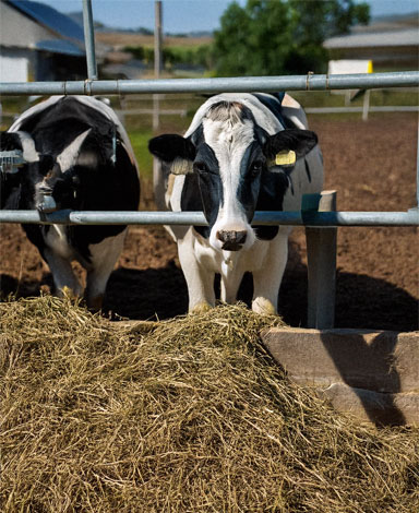 Farm & Dairy